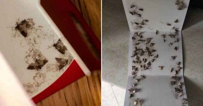 Spíž plná potravinových molů rozzuří každého: S nepříjemným hmyzem zatočí klasická zlatá rada, která si poradí i s tou největší kolonií
