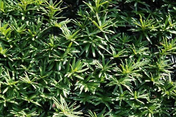 Yew - Fully Grown Irish Mature hedges installed in one day