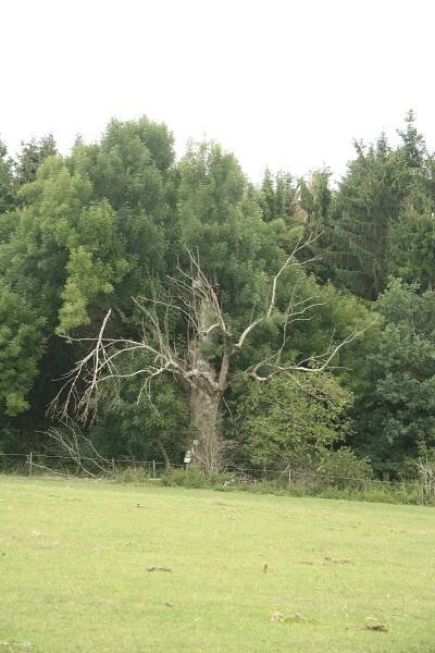 Soubor:Famous tree Jasan u Lesonic in Lesonice, Třebíč District.jpg – Wikipedie