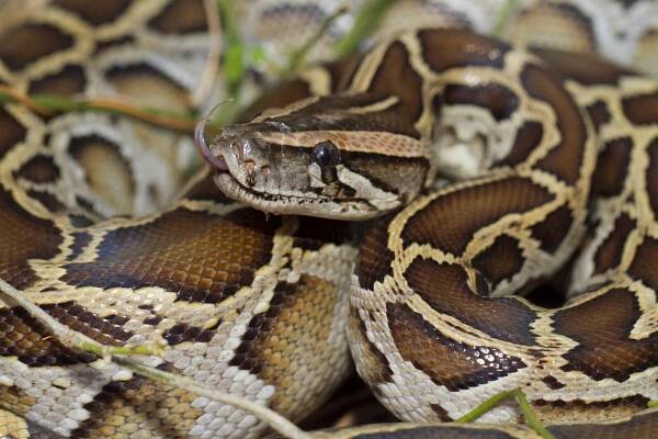barmský python molurus bivittatus had - herpetology - stock snímky, obrázky a fotky