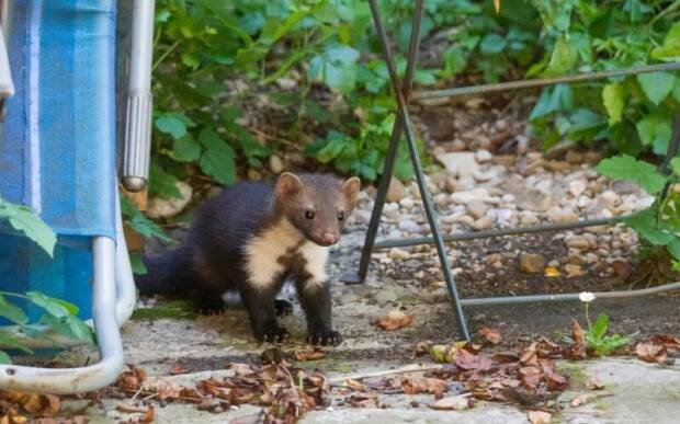 Kuny se normálním způsobem z domu vyhnat nedají. Stoprocentně na ně ale funguje metoda, která je z baráku dostane - AAzdraví.cz