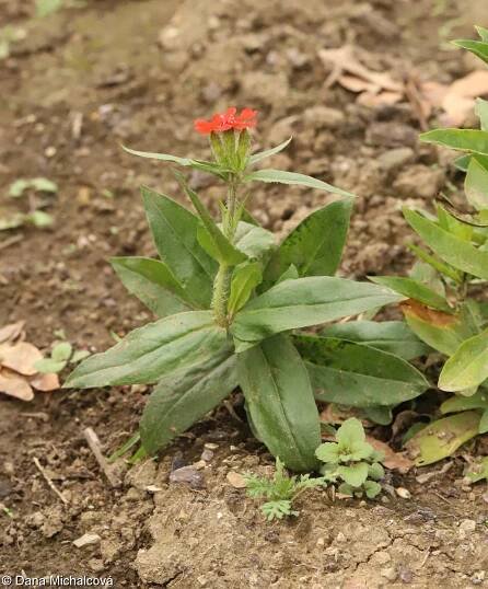 Lychnis chalcedonica – kohoutek plamenný