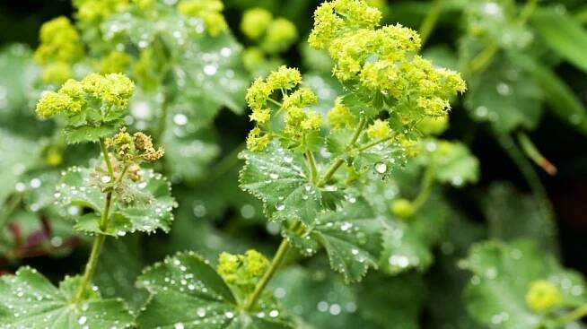 Kontryhel měkký (Alchemilla mollis) se pěstuje jako okrasná rostlina.