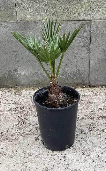 Palmy | Trachycarpus wagnerianus cca 15-20 cm | Exotická zahrada Přibice