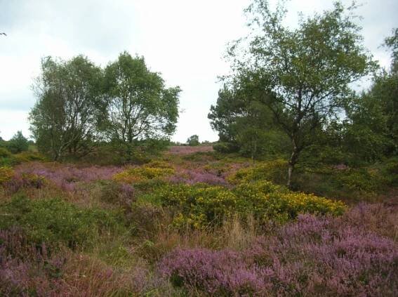 Soubor:Kelling Heath - geograph.org.uk - 562026.jpg