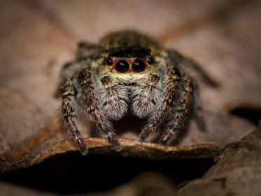 Jak vyhnat pavouky z domácnosti? Jde to i bez chemie