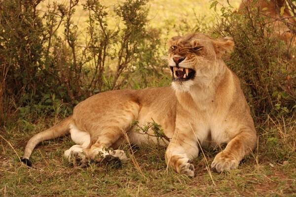 Národní rezervace Masai Mara - Safari a dovolená v Keni