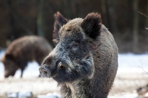 Prafe! aneb Prase divoké, divočák a Sus scrofa – Modrý Petr
