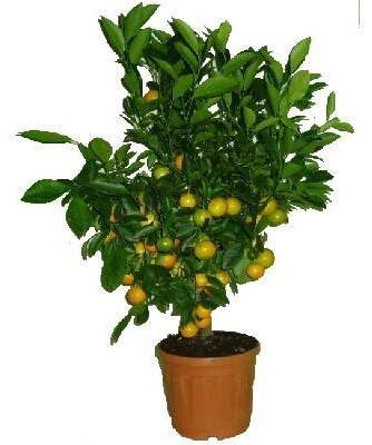 Velký strom calamondin 2. jakost