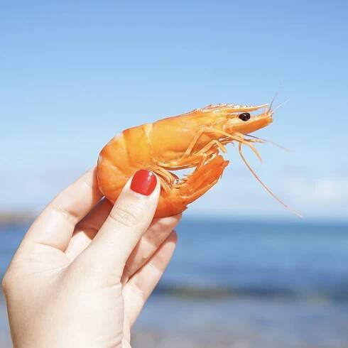 Shrimp and Prawns