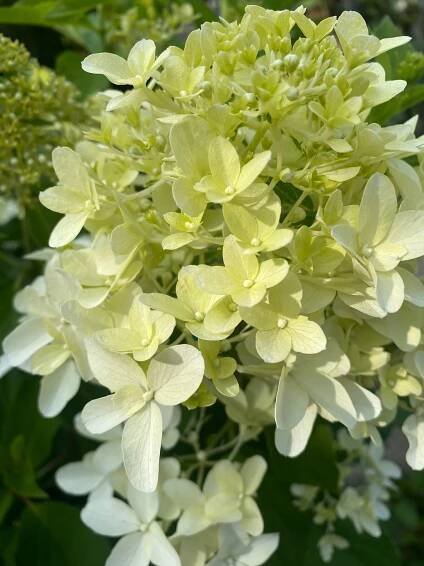 Hydrangea paniculata 'Mojito' - hortenzie latnatá - Okrasné dřeviny Ing. Milan Žižka