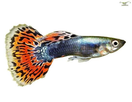 Aquaristics - Aquarium Fish - World Wide Inventions