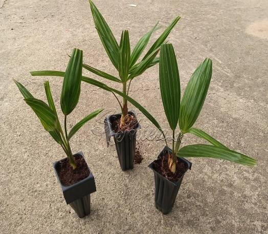 Trachycarpus wagnerianus