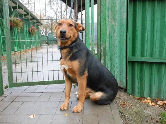 Psi k adopci z útulků, azylů a neziskových organizací