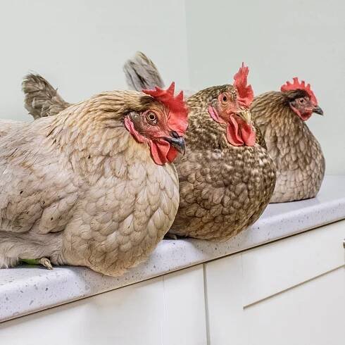 POULTRY & WATERFOWL