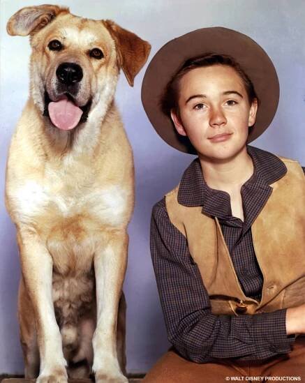 Old Yeller movie memories: The powerful Disney dog story that made everyone cry (1958) 1