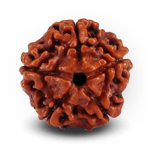1 TO 14 MUKHI RUDRAKSHA