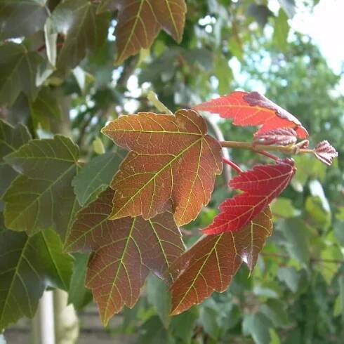 Acer rubrum SUMMER RED ('HOSR') – javor červený SUMMER RED ('HOSR')