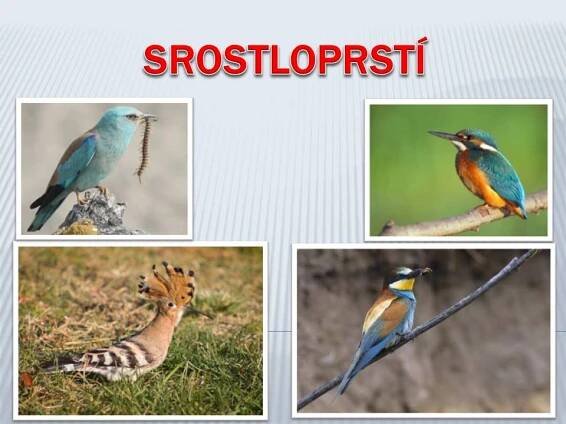 Srostloprstí – Materiály pro žáky ZŠ
