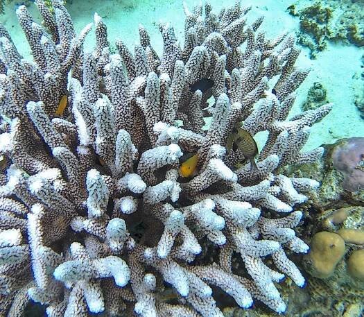 Snorkeling at Mataking Reef Resort, Mataking Island | Snorkeling in Malaysia