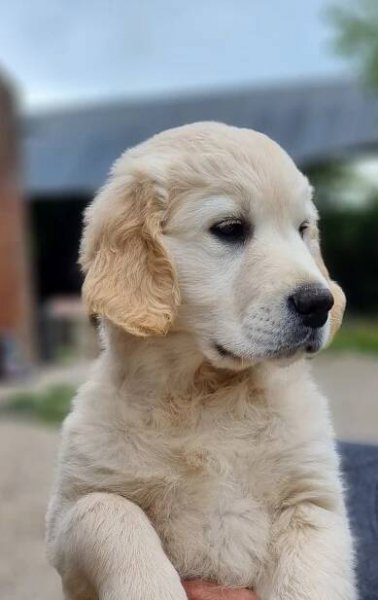 chiot du bois de la rayere, chiot golden, 