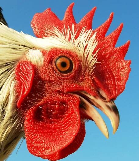 Česká slepice zlatá kropenatá | ZOOfarma