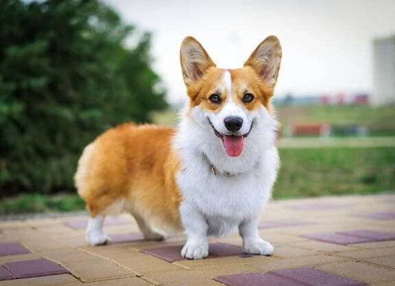 Vynikající štěňata pemboke welsh corgi - Teplička nad Váhom (Žilina), Prodám