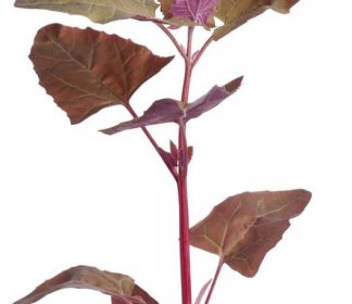Lebeda zahradní | Atriplex hortensis