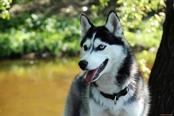 Husky jako psi (31 fotografií): Jaká plemena červených a bílých psů jsou jako oni? Jaká jsou jména velkých a malých psů