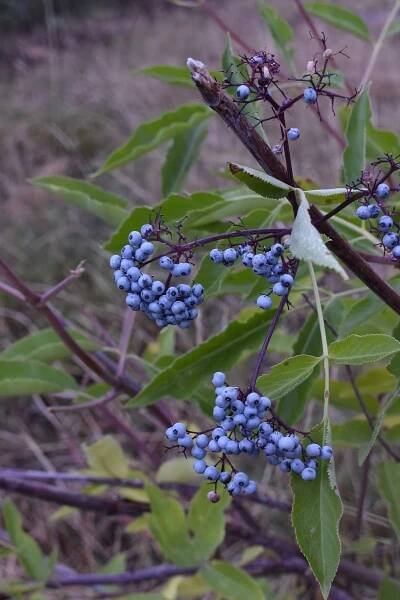 Sambucus mexicana