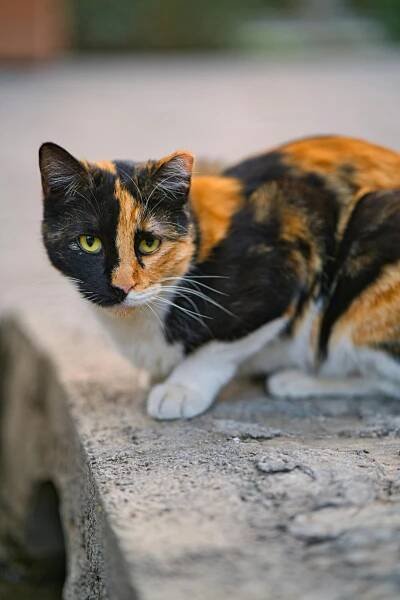 Základová fotografie na téma calico cat, divočina, divoký, domácí, domácí mazlíček, domácí zvířata, fotografování zvířat