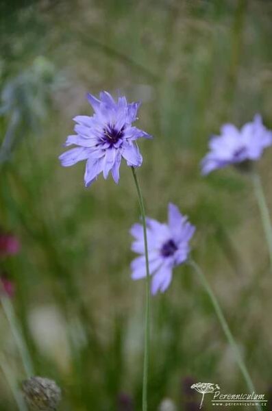 Catananche caerulea | Perenniculum