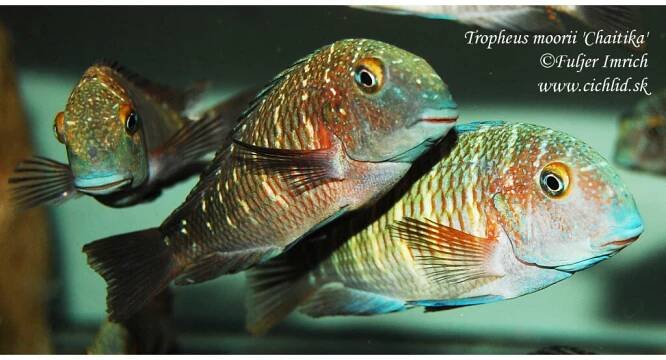 Tropheus moorii 'Cape Chaitika' Blue Rainbow WILD - Image 3