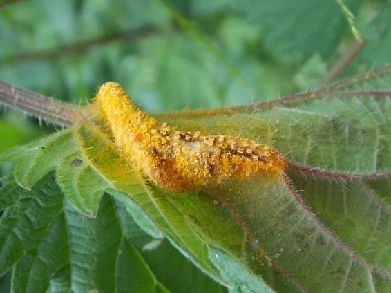 Puccinia urticata
