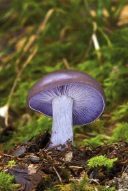 Podzimní houby na pařezech i v jehličí. Jak je bezpečně poznat a na co pozor?