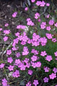 Click to view a full-size photo of Maiden Pinks (Dianthus deltoides) at Spruce It Up Garden Centre