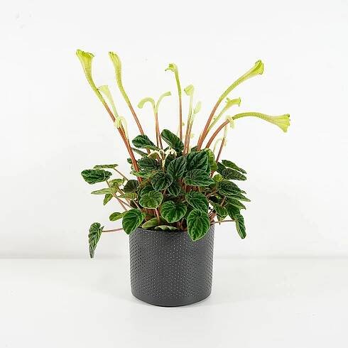Peperomia caperata 'Lilian' Ø12cm