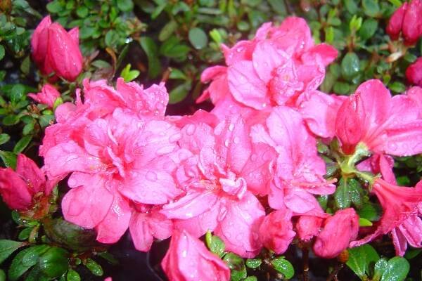 AZALKA RŮŽOVÁ - Rhododendron obtusum ́Rokkoko ́