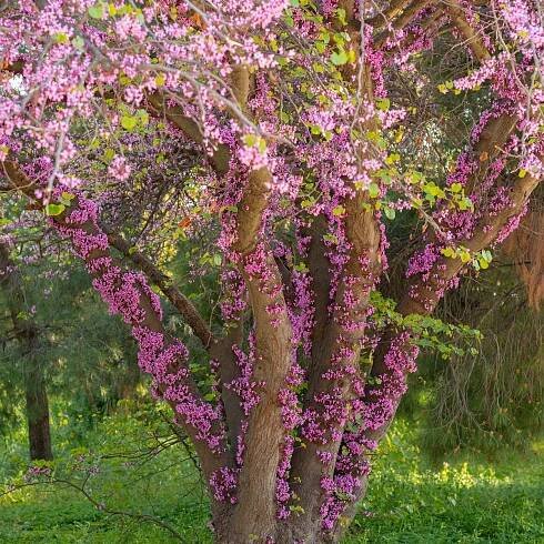 Zmarlika Jidášova - Cercis siliquastrum - osivo zmarliky - 6 ks
