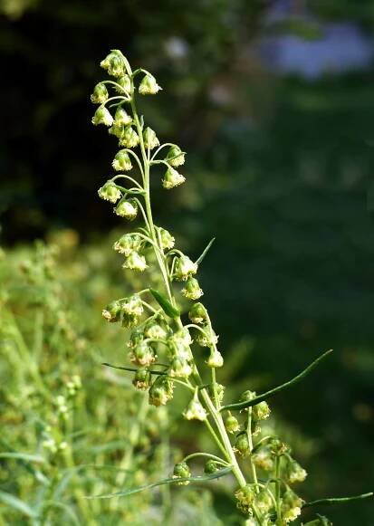 Artemisia dracunculus L. - Portale della Flora d'Italia / Portal to the Flora of Italy