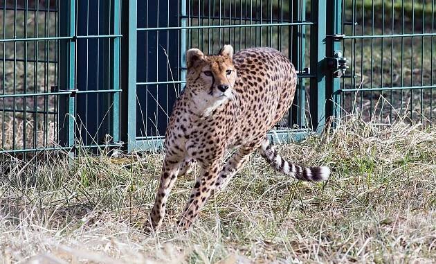 V plzeňské zoo se prohánějí dvě gepardice z Francie, kde uvolnily výběh
