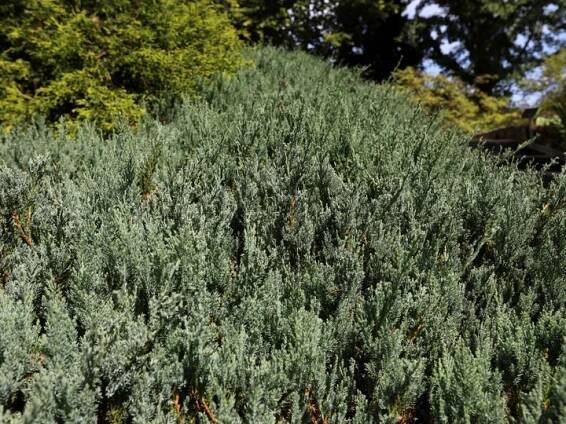 Jalovec plazivý 'Blue Chip' (Juniperus horizontalis) – sazenice 15 – 20 cm