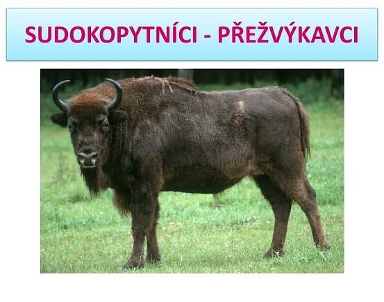 PPT - SUDOKOPYTNÍCI - PŘEŽVÝKAVCI PowerPoint Presentation, free download - ID:6289010