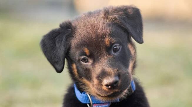 Je Beauceron agresivní?