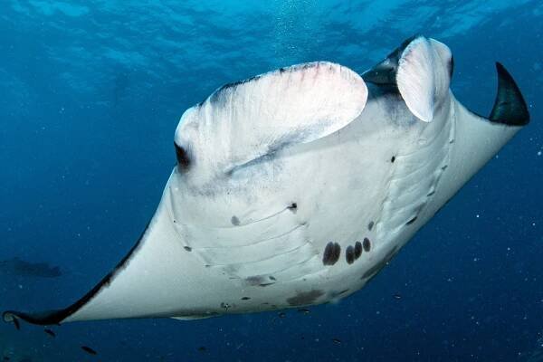 Manta atlantská