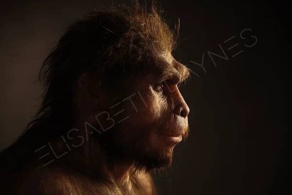 Paleoart | Reconstructions - Elisabeth DAYNES