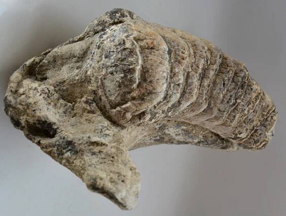 Stegodon sp. partial jaw (8,7 Kg) SOLD (P) 11