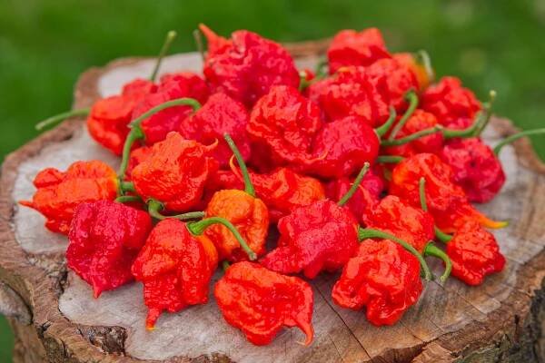 7 Pot Primo Red | Chilli semena | Chilli semena | Chilli semínka | Chilli omáčky | GOROL CHILLI
