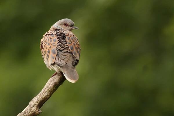 Trends of common birds in Europe, 2018 update