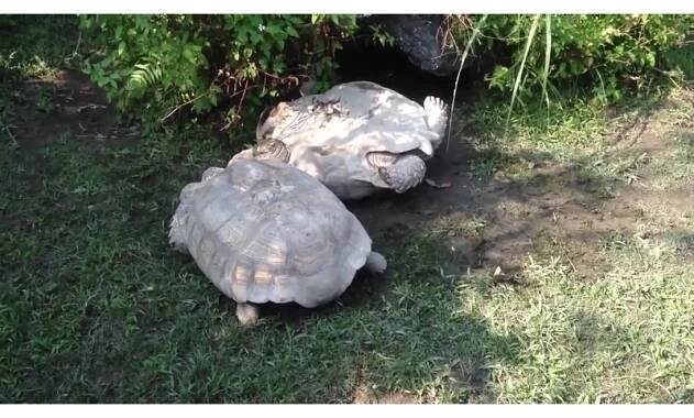 Dojemný želví moment: Na převrácení zpět na nohy jedna želva nestačí - Novinky